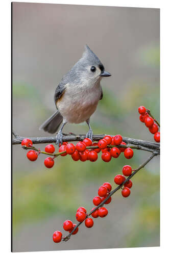 Tableau en aluminium Tufted Titmouse and Red Berries