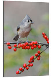 Tableau en aluminium Tufted Titmouse and Red Berries