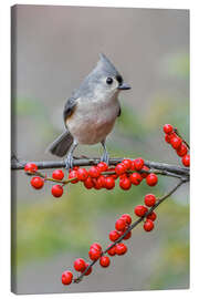 Lerretsbilde Tufted Titmouse and Red Berries
