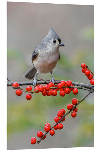 Obraz na PCV Tufted Titmouse and Red Berries