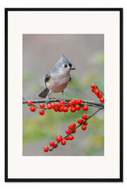 Gerahmter Kunstdruck Kohlmeise und rote Beeren