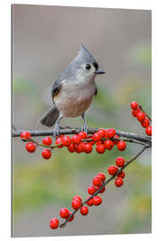 Cuadro de plexi-alu Tufted Titmouse and Red Berries