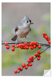 Sticker mural Tufted Titmouse and Red Berries