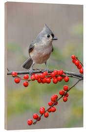 Wood print Tufted Titmouse and Red Berries