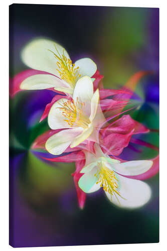 Canvas-taulu Columbine Flower I