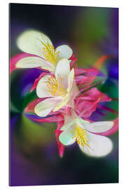 Tableau en plexi-alu Columbine Flower I