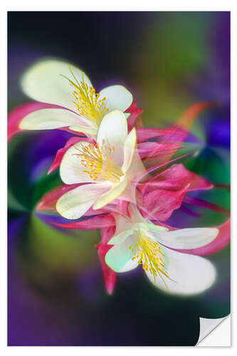 Muursticker Columbine Flower I