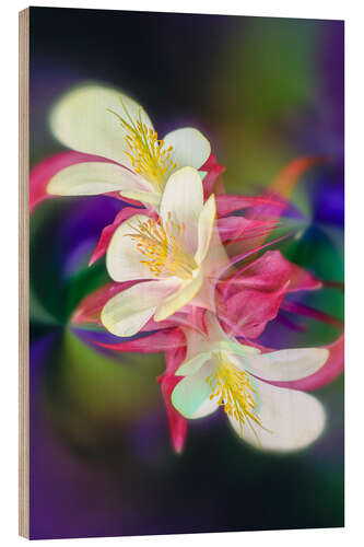 Stampa su legno Columbine Flower I