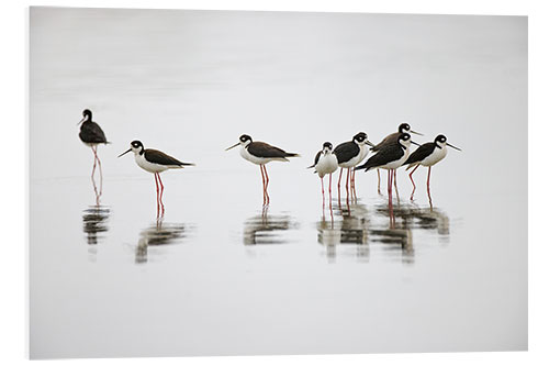 Bilde på skumplate Group of Black-Necked Stilts