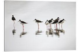 Gallery print Group of Black-Necked Stilts