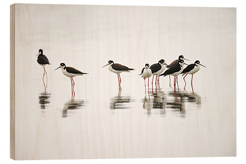 Puutaulu Group of Black-Necked Stilts