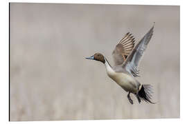 Tableau en aluminium Flying Northern Pintail Drake