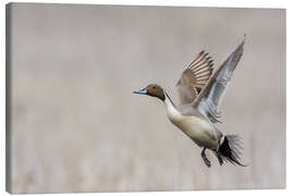 Canvas-taulu Flying Northern Pintail Drake