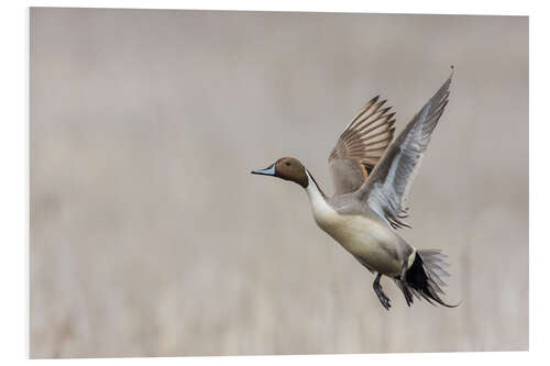 Foam board print Flying Northern Pintail Drake