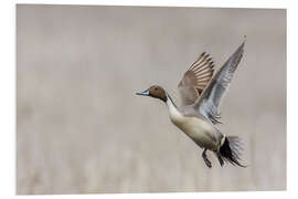 PVC print Flying Northern Pintail Drake