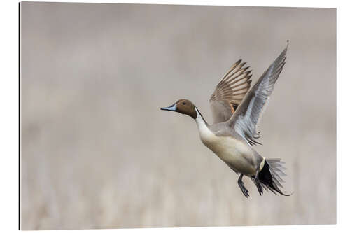 Gallery print Flying Northern Pintail Drake