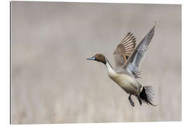 Tableau en plexi-alu Flying Northern Pintail Drake