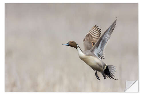 Selvklebende plakat Flying Northern Pintail Drake