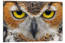 Aluminium print Close-up of Great Horned Owl