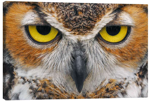 Canvas print Close-up of Great Horned Owl