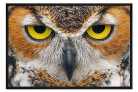 Gerahmter Kunstdruck Nahaufnahme einer Waldohreule