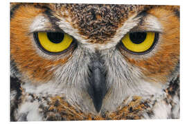 Foam board print Close-up of Great Horned Owl