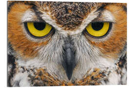 Gallery print Close-up of Great Horned Owl