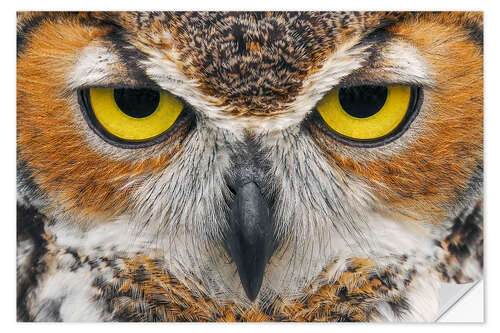 Naklejka na ścianę Close-up of Great Horned Owl