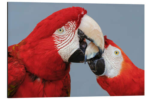 Aluminium print Red Macaw Couple