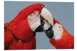 Foam board print Red Macaw Couple