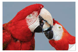 Naklejka na ścianę Red Macaw Couple