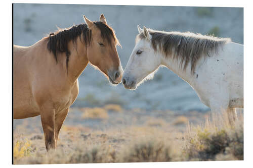 Aluminium print Nose to nose, Sand Wash Basin wild mustangs