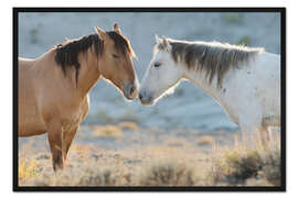 Gerahmter Kunstdruck Nase an Nase, wilde Mustangs im Sand Wash Basin