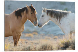 Tableau en plexi-alu Nose to nose, Sand Wash Basin wild mustangs