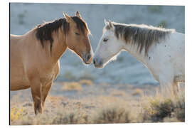 Magnettafel Nase an Nase, wilde Mustangs im Sand Wash Basin