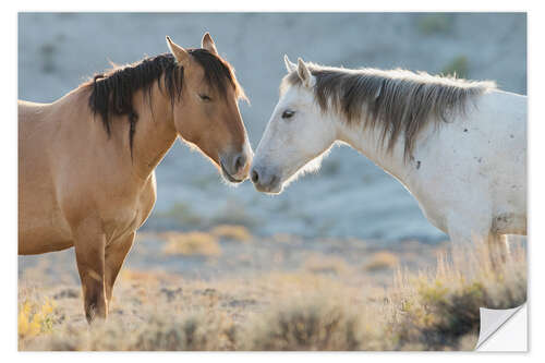 Selvklebende plakat Nose to nose, Sand Wash Basin wild mustangs