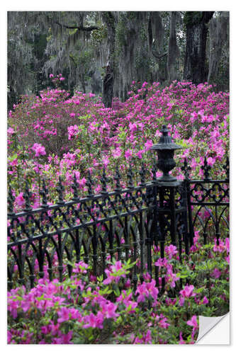 Naklejka na ścianę Enchanted park with Azalea Blossoms