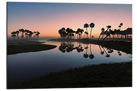 Stampa su alluminio Sable palms silhouetted at sunrise on Econlockhatchee River