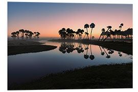 Print på skumplade Sable palms silhouetted at sunrise on Econlockhatchee River