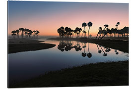 Galleritryk Sable palms silhouetted at sunrise on Econlockhatchee River