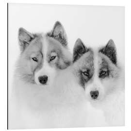 Aluminiumtavla Two sled dogs in the arctic