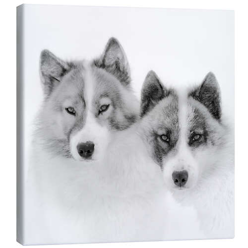 Canvas-taulu Two sled dogs in the arctic