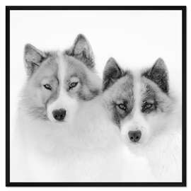 Gerahmter Kunstdruck Zwei Schlittenhunde in der Arktis
