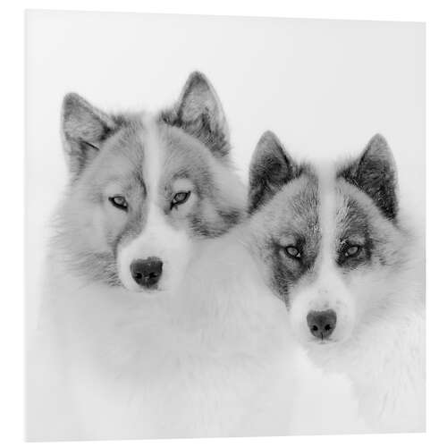 Foam board print Two sled dogs in the arctic