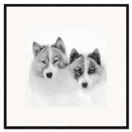 Ingelijste kunstdruk Two sled dogs in the arctic