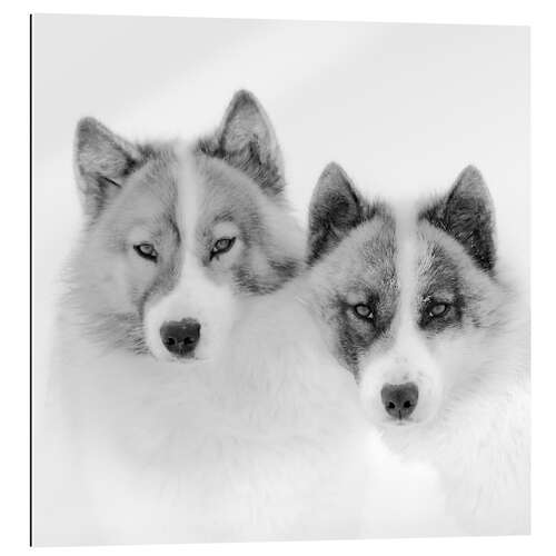 Quadro em plexi-alumínio Two sled dogs in the arctic