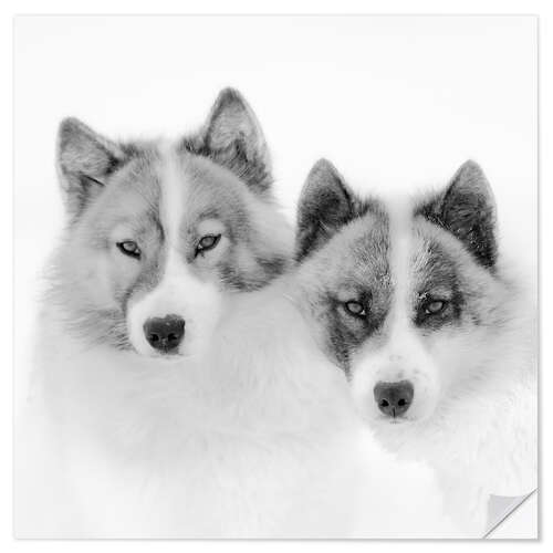 Vinilo para la pared Two sled dogs in the arctic