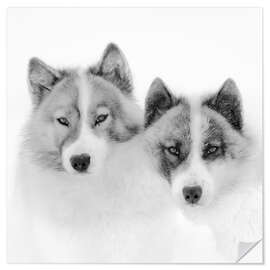 Selvklebende plakat Two sled dogs in the arctic