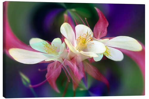 Canvastavla Columbine Flower II