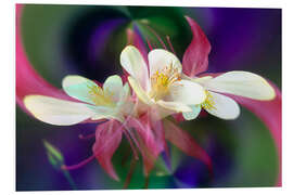 Foam board print Columbine Flower II